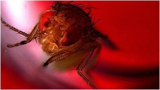 用光操纵*行为性**：研究证实简单动物射精也能获得快感