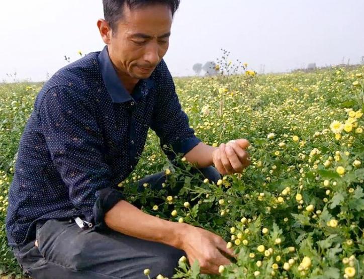 现在搞什么农业项目赚钱,做农业想赚钱必须要有新的模式