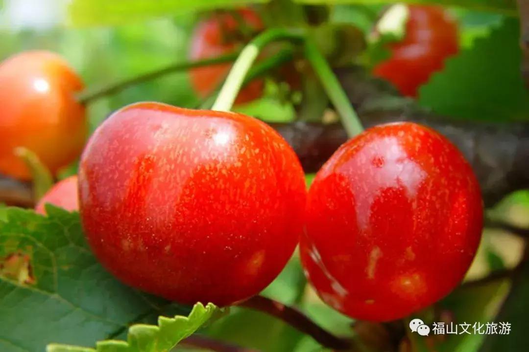 2020年烟台大棚樱桃采摘,最美樱桃季烟台露天大樱桃采摘啦