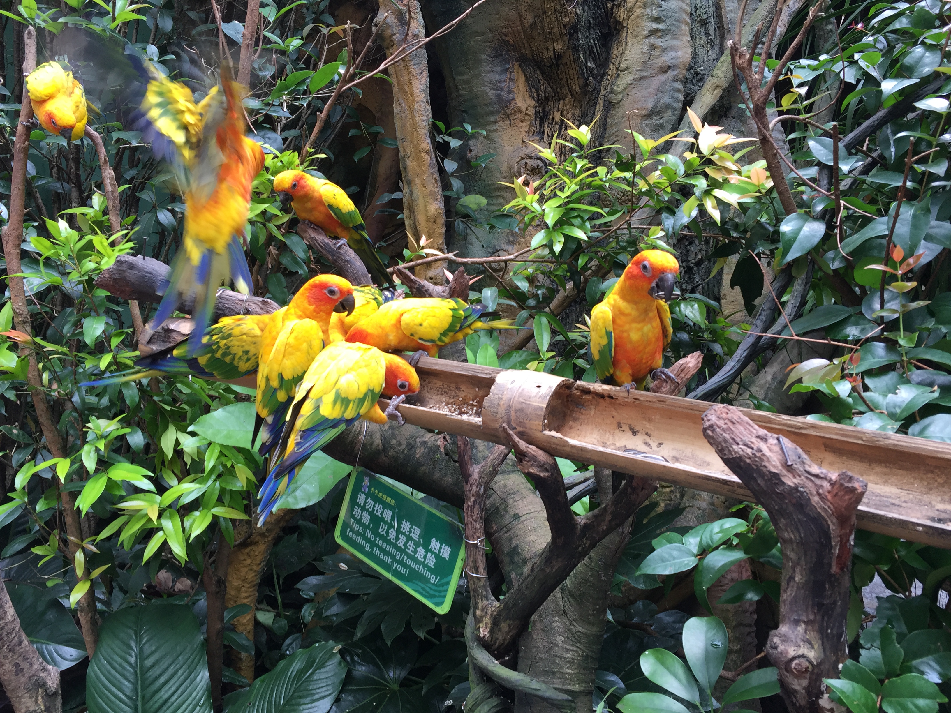 广州长隆游乐园明信片怎么写,广州长隆游记300字