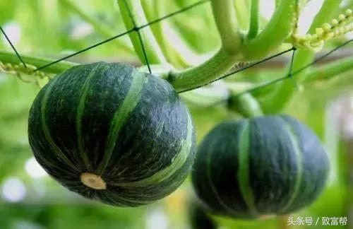 酵素替代化肥技术,酵素代替农药化肥有哪些品牌