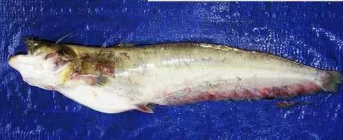 中国黑龙江的鳇鱼,探秘黑龙江鳇鱼