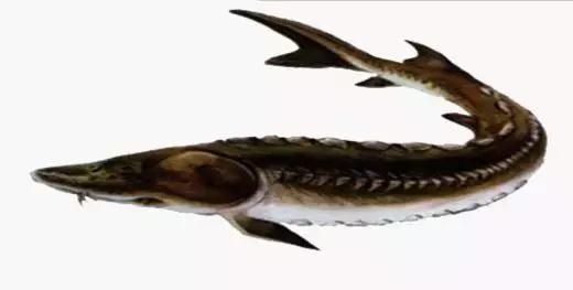 黑龙江省的鳇鱼,中国黑龙江的鳇鱼