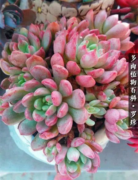 我的爱多肉原版视频,多肉我的一生所爱原版