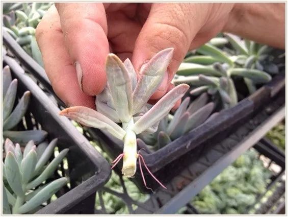 多肉徒长的原因和解决方法,多肉徒长的原因及处理方法