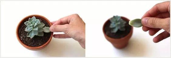 多肉宝珠徒长了怎么办,多肉徒长的原因及处理