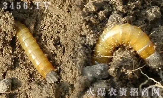 地下害虫的主要防治措施是什么,地下害虫和地面害虫怎样防治