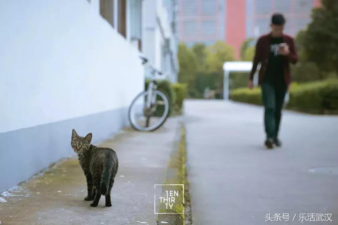 武汉有名的别称,武汉各个大学绰号