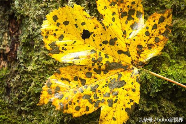 也许你还不知道，你整天拿在手里的手机已经成为了病菌聚集地