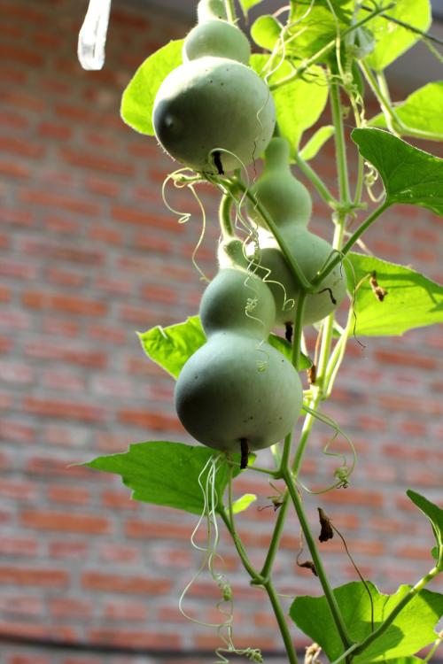 怎么简单在阳台上种葫芦,阳台种小葫芦不长葫芦怎么办