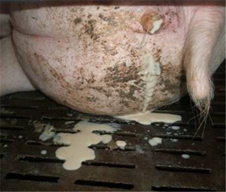 夏季子宫炎的防治及危害