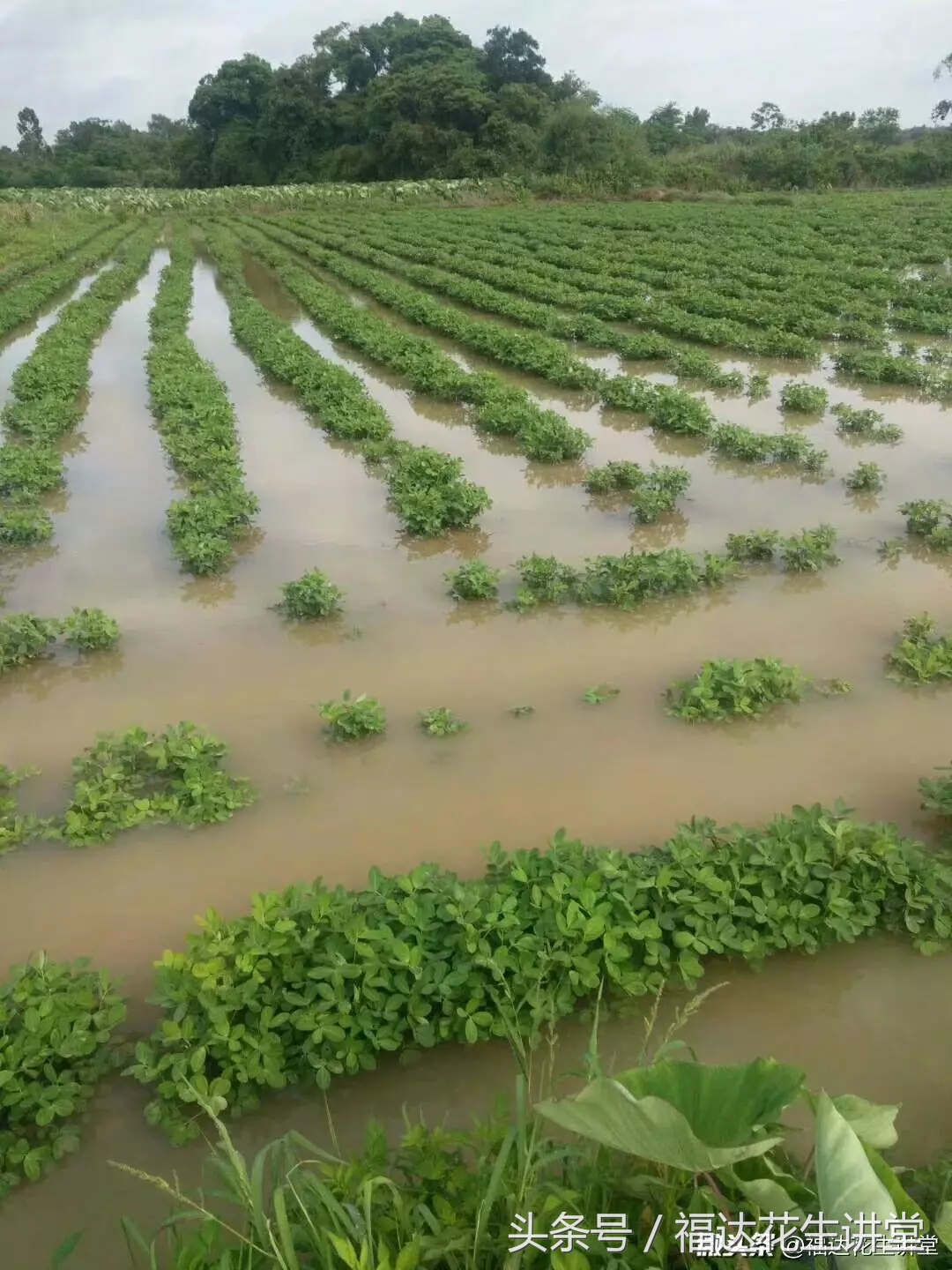 花生在地里泡了四五天还能活吗,花生泡水里漂起来的花生是坏的吗