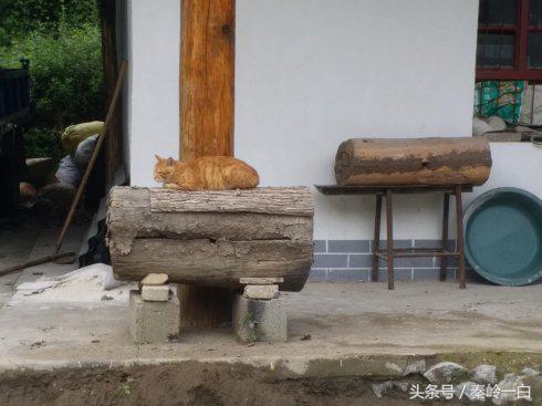 怎样分辨真假蜂蜜最简单的方法,如何快速辨别真假蜂蜜一起来看看