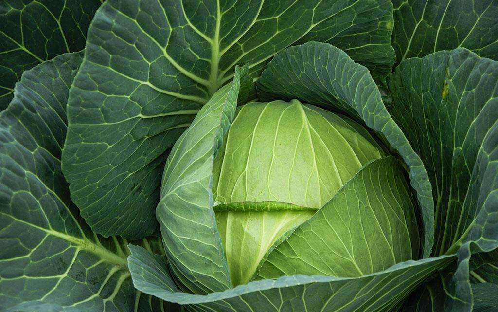 中医的食补和调理,药补不如食补19种天然补药