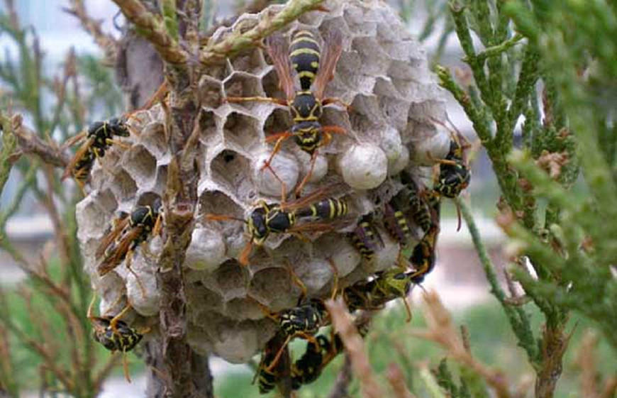 二哈被密蜂蜇,被蜜蜂蜇的狗狗事实上是因为什么