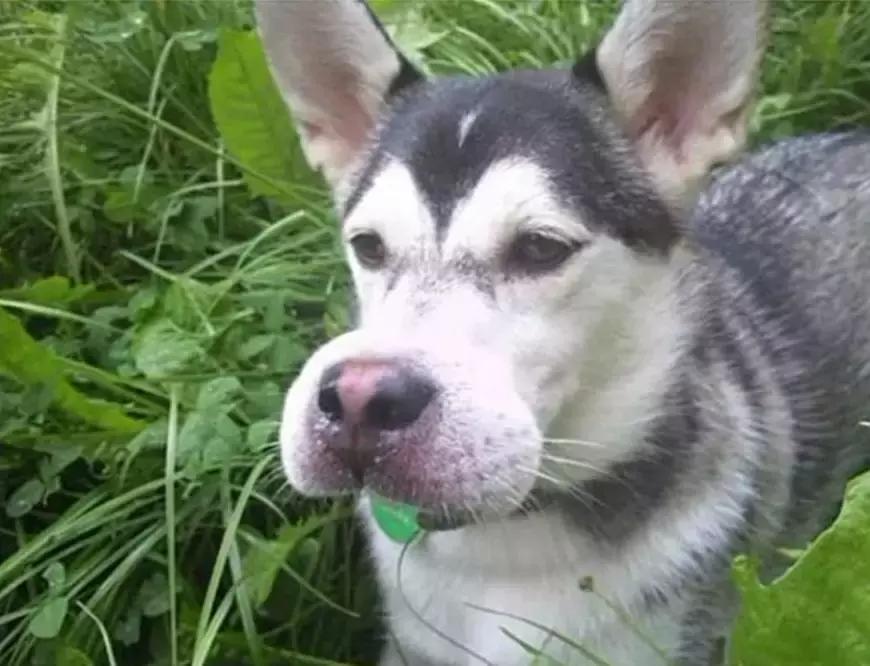 二哈被密蜂蜇,被蜜蜂蜇的狗狗事实上是因为什么