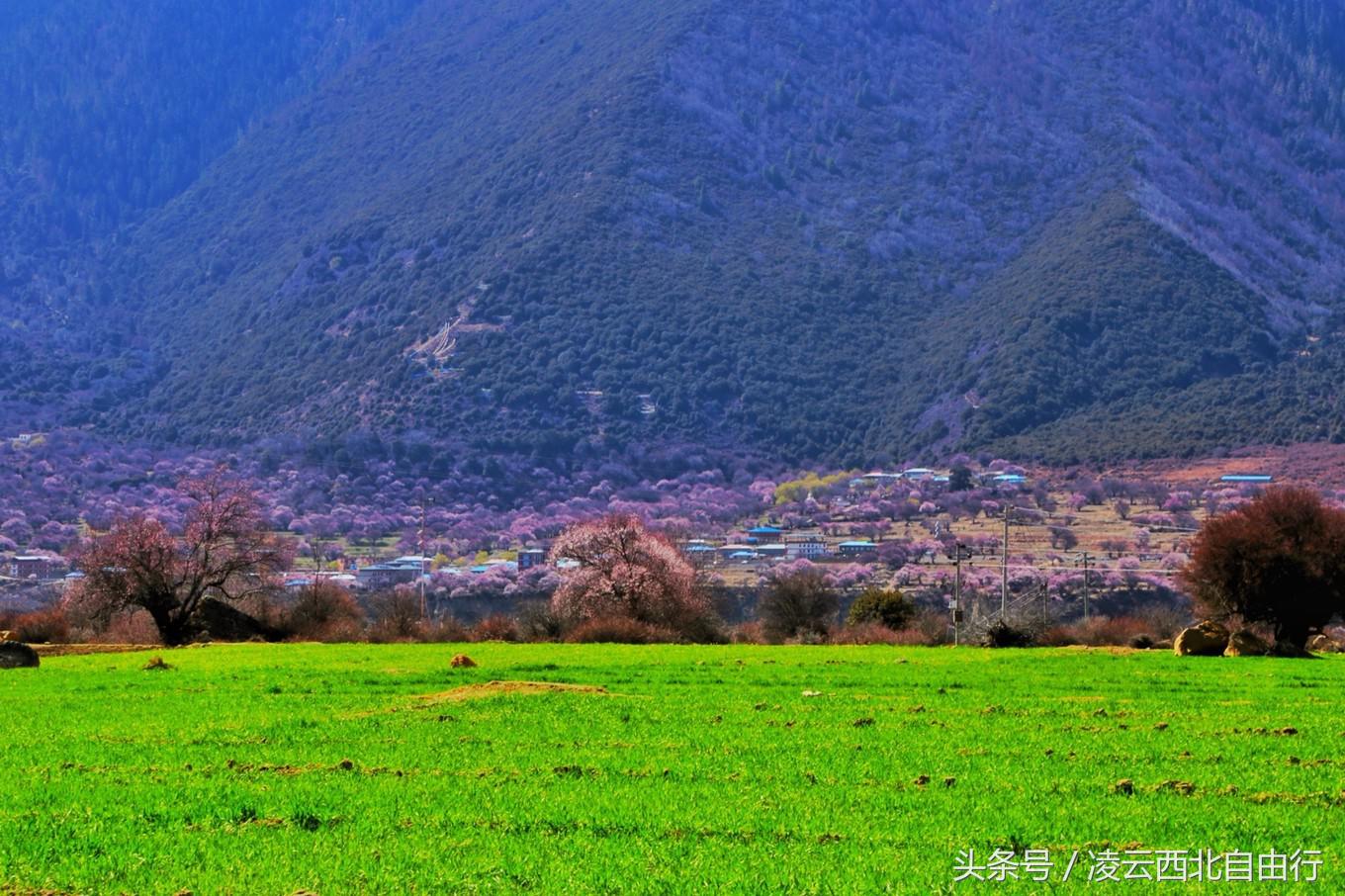 行，为寻三生三世桃花，却爱上了*藏西**的那抹蓝