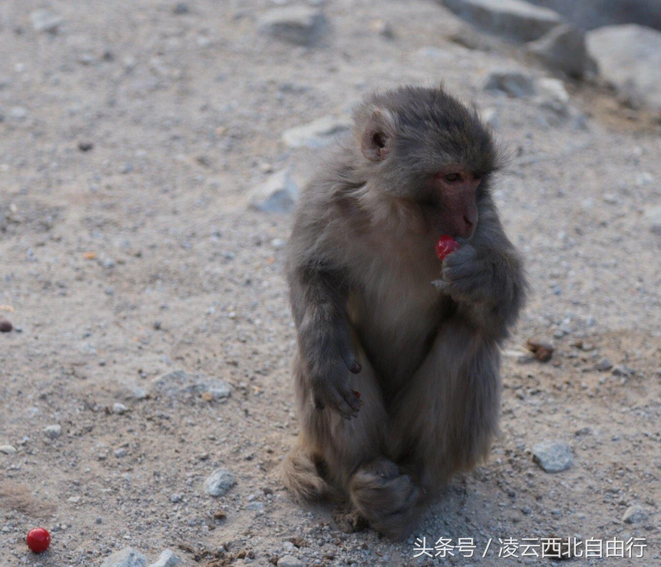 行，为寻三生三世桃花，却爱上了*藏西**的那抹蓝