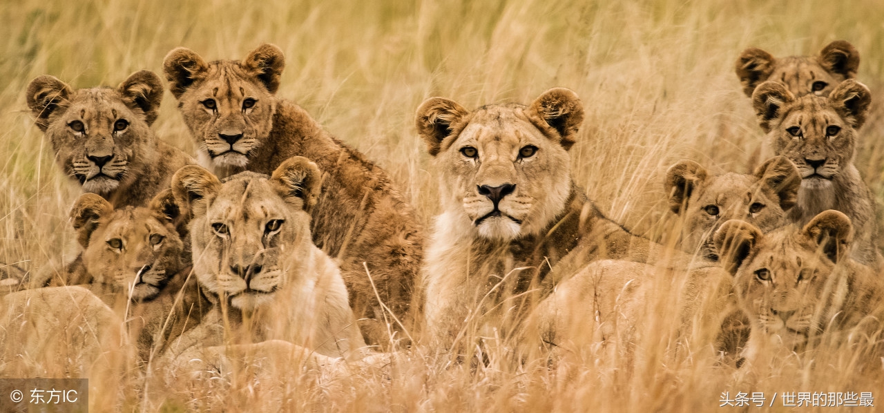 猫科前十排名,猫科最大体型排行