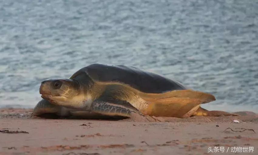 世界海龟日古老的爬行动物,世界海龟日它们奔赴星辰大海