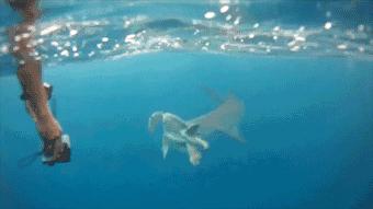 世界海龟日古老的爬行动物,世界海龟日它们奔赴星辰大海