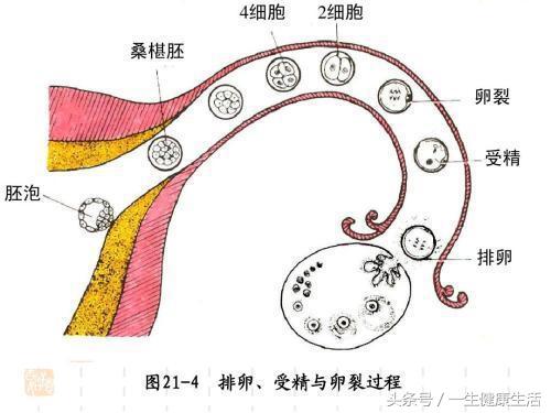 排卵时身体有哪些信号容易怀孕,排卵的最初征兆3-7天