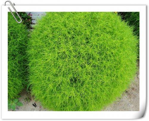 民间野菜吃法大全,野菜好吃又有营养