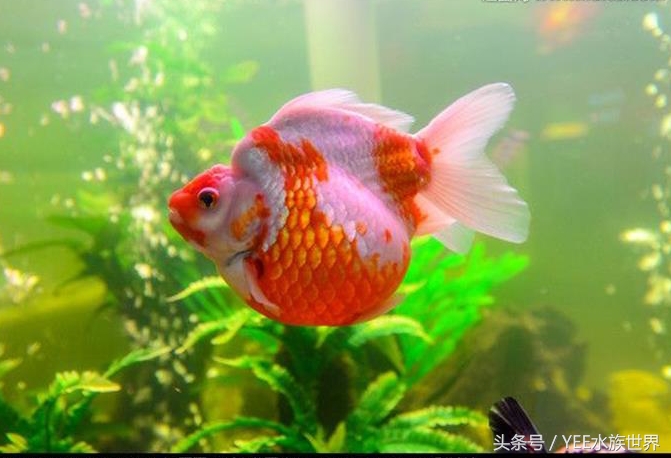 一条金鱼的讲述，如何度过鱼缸里发生的苦难浩劫