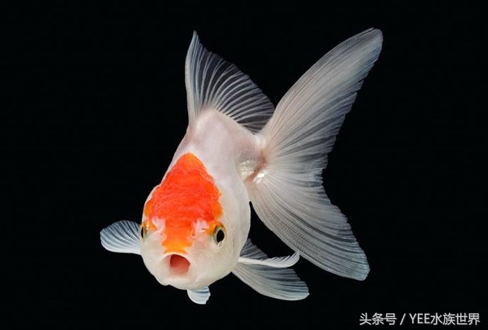 一条金鱼的讲述，如何度过鱼缸里发生的苦难浩劫