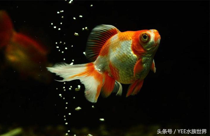 一条金鱼的讲述，如何度过鱼缸里发生的苦难浩劫