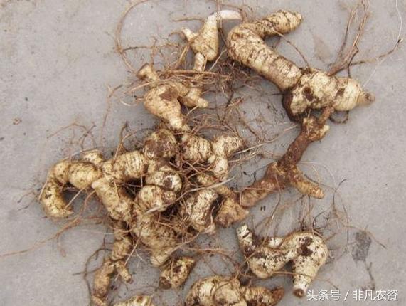 种植这三种药材见效快收益高,这些稀缺的药材农户可以种植吗