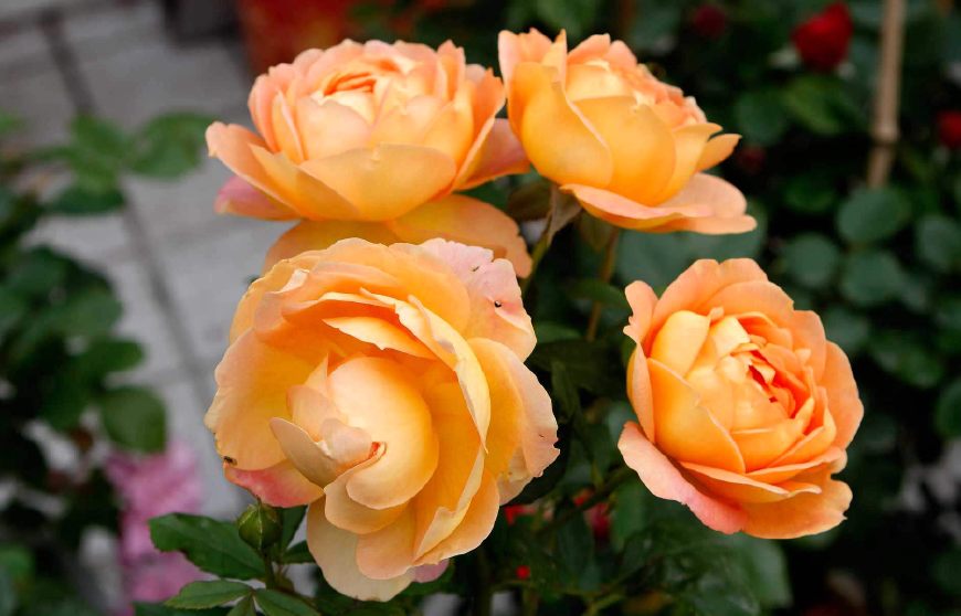 繁殖花卉不用愁，这6种花修剪下来的枝条就可以，一次繁殖多盆！