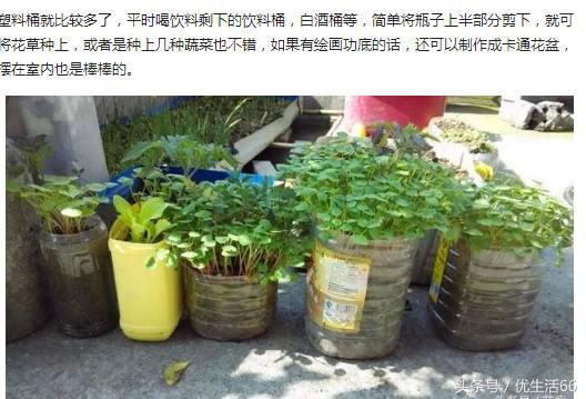 剩下的奶粉罐可以用来养什么东西,家里废弃奶粉罐如何重新利用