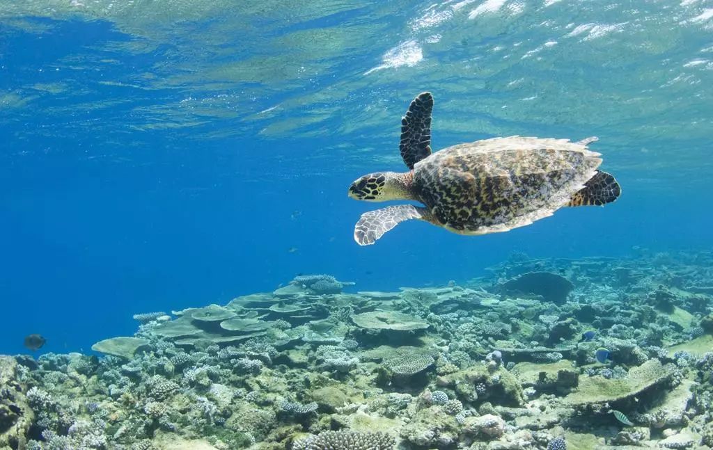 马尔代夫柏悦浮潜,马尔代夫柏悦星空