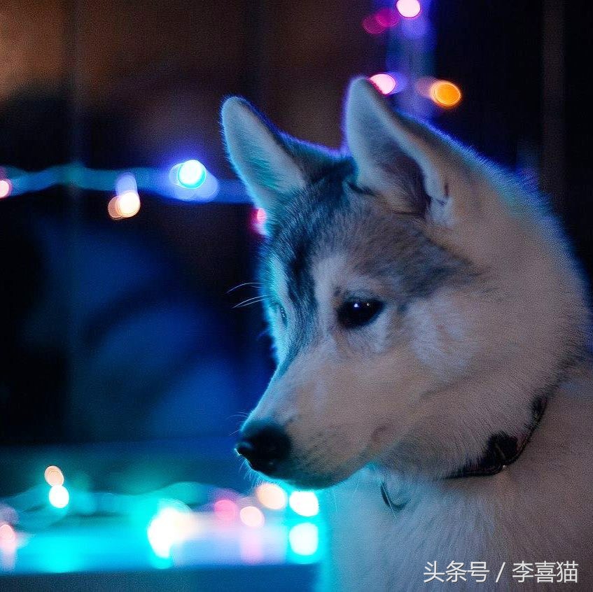 二哈界的一股清流，长相这么眉清目秀还是我熟悉的那个哈士奇吗