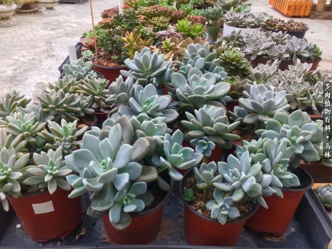 90张多肉图片——纪念入坑两周年！