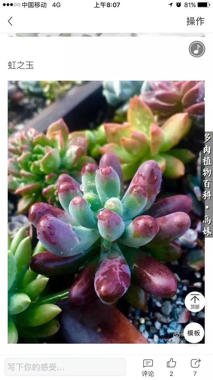 90张多肉图片——纪念入坑两周年！