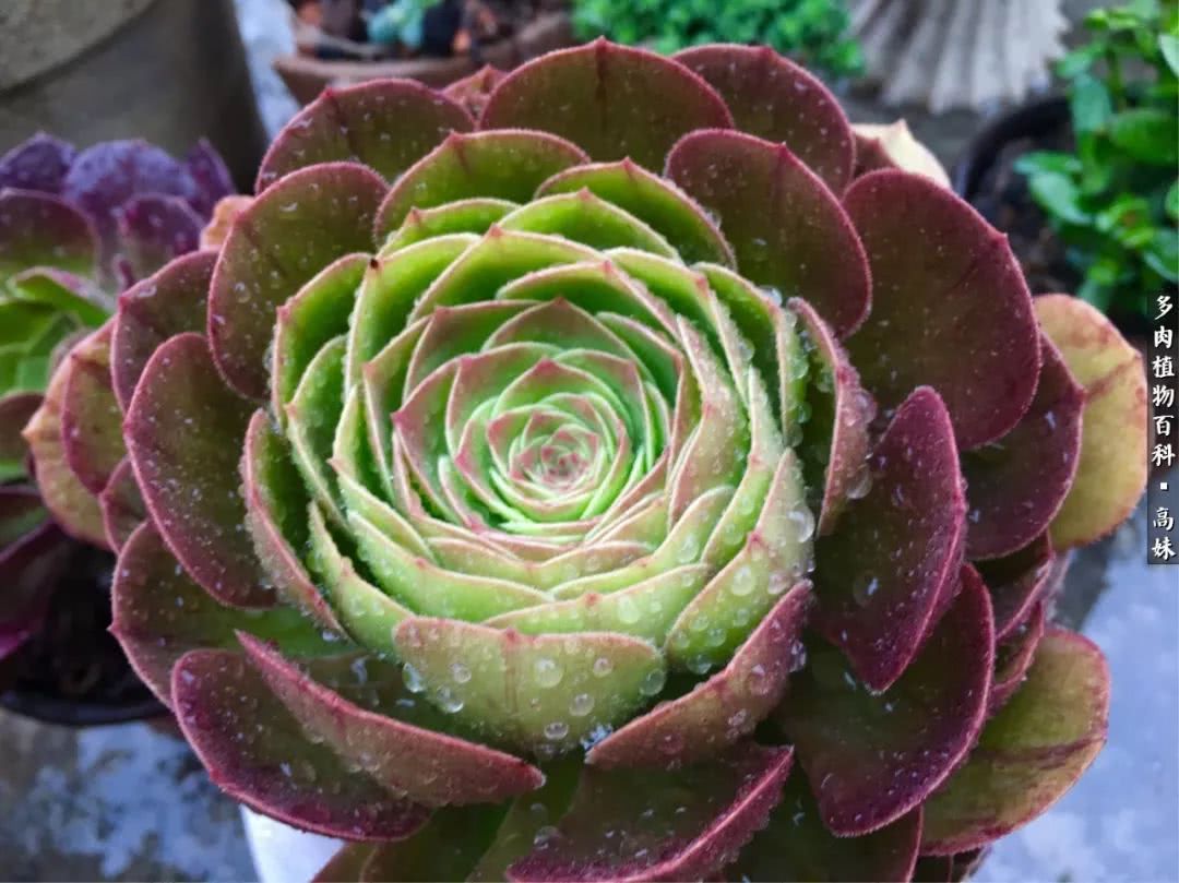 90张多肉图片——纪念入坑两周年！