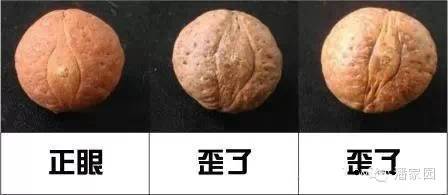 龙眼麒麟眼凤眼怎么分,凤眼龙眼麒麟眼的区别图