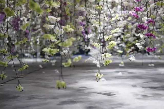 第十六期“眼界论坛”精彩亮相！｜爱花之人，必是情愫满满