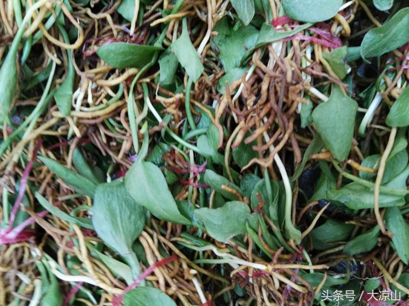 神奇的“黑根”,德昌端午节寻常百姓家药膳必备