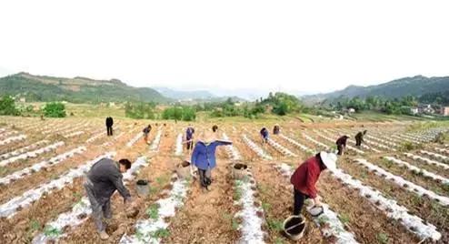 土地流转助推产业振兴,土地经纪人的潜力