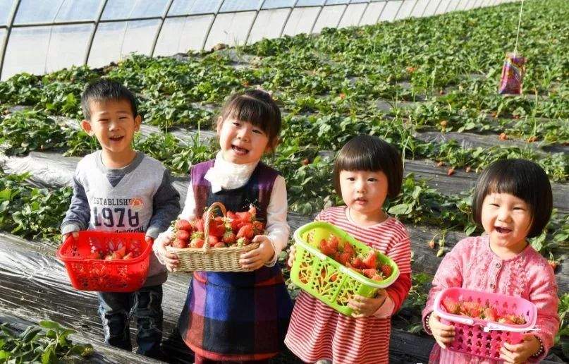 用种子种草莓的方法步骤,种草莓种子要戳孔吗