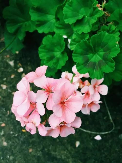 天竺葵不开花的3个原因,天竺葵不开花的原因