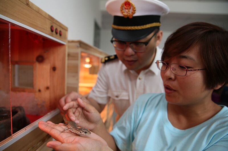 一旅客携带95条黄金蟒和巨蜥闯关*私走**4条珍贵动物最高可判无期