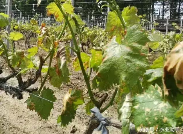 葡萄黄化枯叶怎么回事,葡萄叶尖枯叶是怎么回事