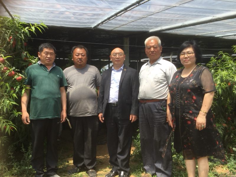 油桃大量上市相约莒县油桃市场,冠县大棚油桃价格表