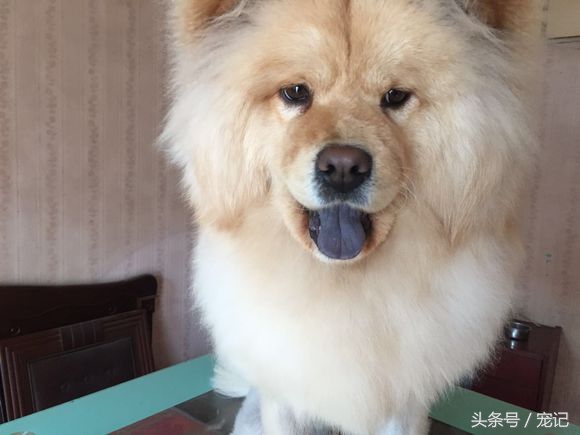 300块买一只萨摩耶朋友圈笑炸了,网购萨摩耶