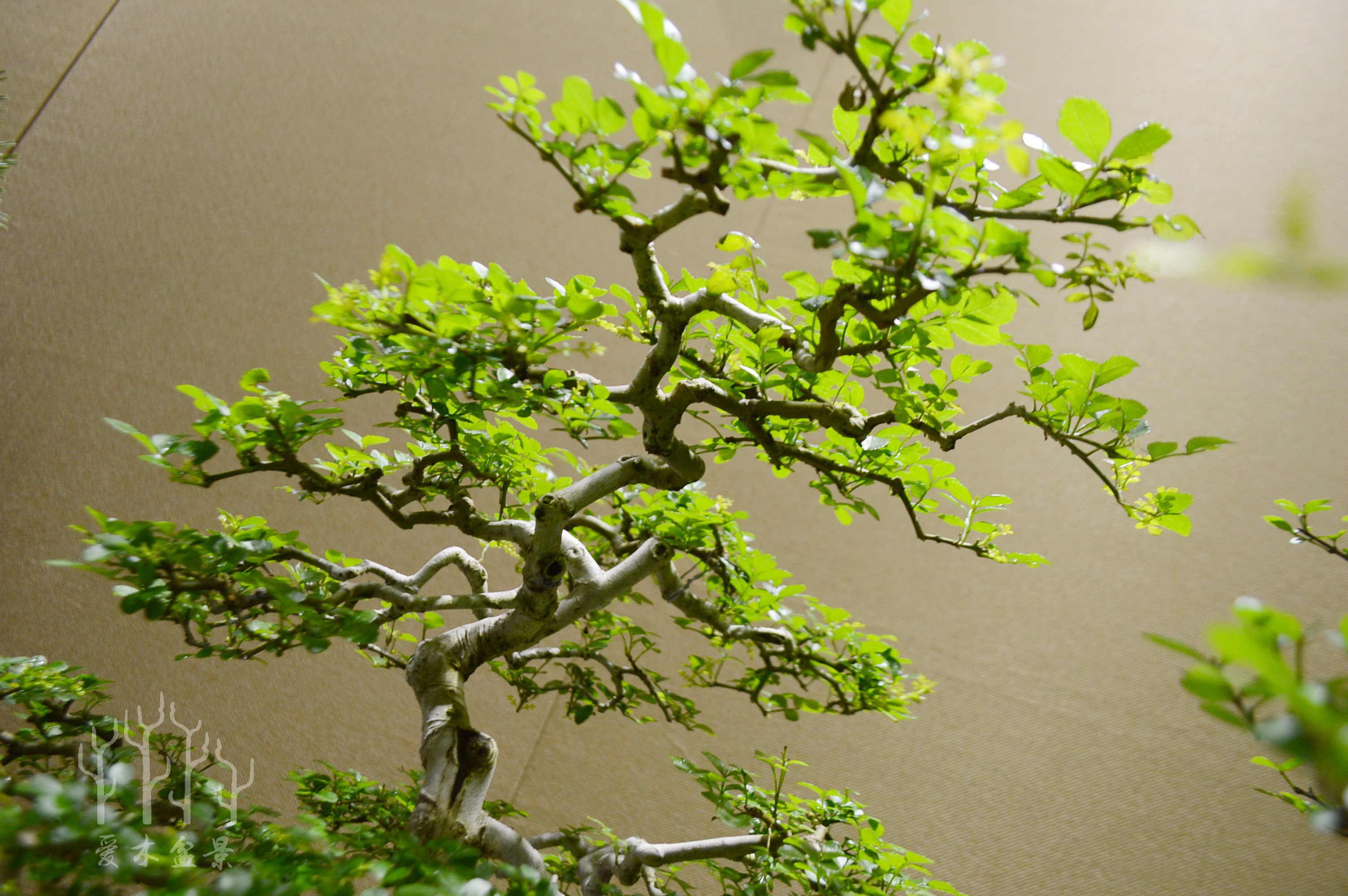 盆景大师张志刚简历,盆景大师张志刚所有作品欣赏