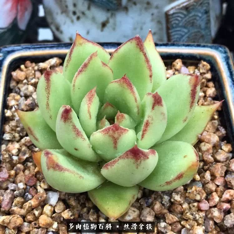 总结一下养多肉的夏天,好养活的多肉冬天和夏天